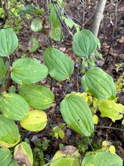 Sarsaparilla (Smilax tamnoides)