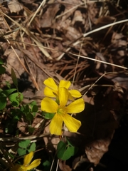 Oxalis colorea