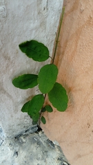 Porophyllum punctatum