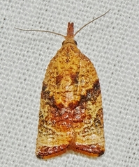 Tornos scolopacinaria