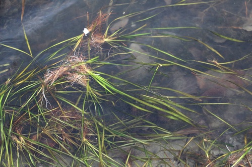 Image of Vallisneria spiralis by (c) Юрий Данилевский (Yuriy Danilevsky), some rights reserved (CC BY)
