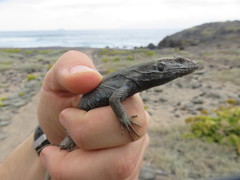 Gallotia caesaris gomerae