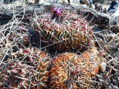Echinofossulocactus lamellosus