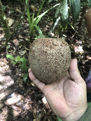 Couepia bracteosa