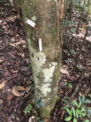 Couepia bracteosa