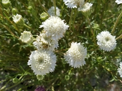 Chaenactis fremontii