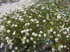 Chaenactis fremontii