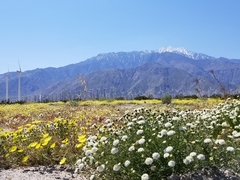 Chaenactis fremontii