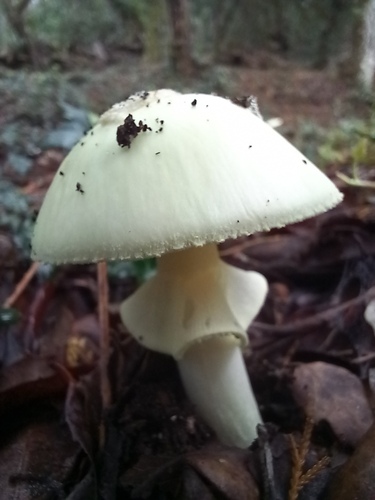 False Death-cap