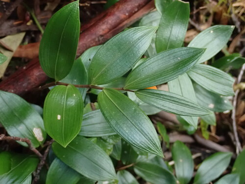 Image of Drymophila moorei by (c) Milan Chytrý, some rights reserved (CC BY)