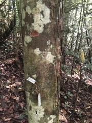 Couepia bracteosa