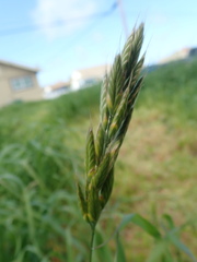 Bromus hordeaceus