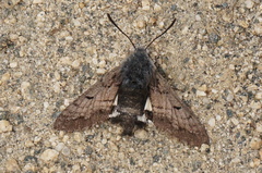 Euproserpinus phaeton