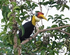 Wrinkled Hornbill photo 4