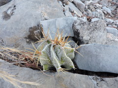 Astrophytum ornatum