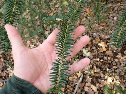Image of Abies pinsapo by (c) Louis Aureglia, some rights reserved (CC BY)