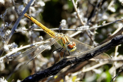 Sympetrum fonscolombii