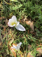 Zephyranthes candida