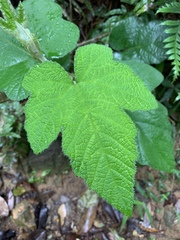 Rubus reflexus