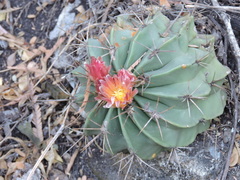Ferocactus echidne