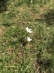 Zephyranthes candida