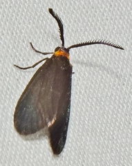 Tornos scolopacinaria