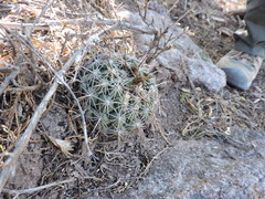 Coryphantha cornifera