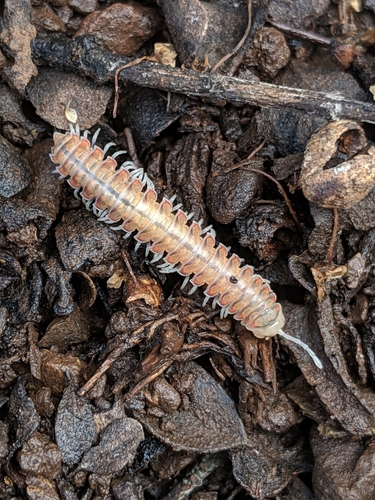 Motyxia bistipita