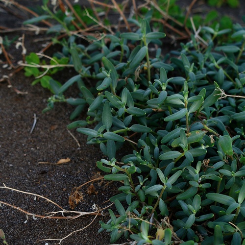 Image of Palafoxia linearis by (c) Bill Levine, some rights reserved (CC BY)