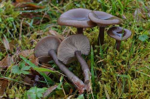 Pseudoclitocybe cyathiformis