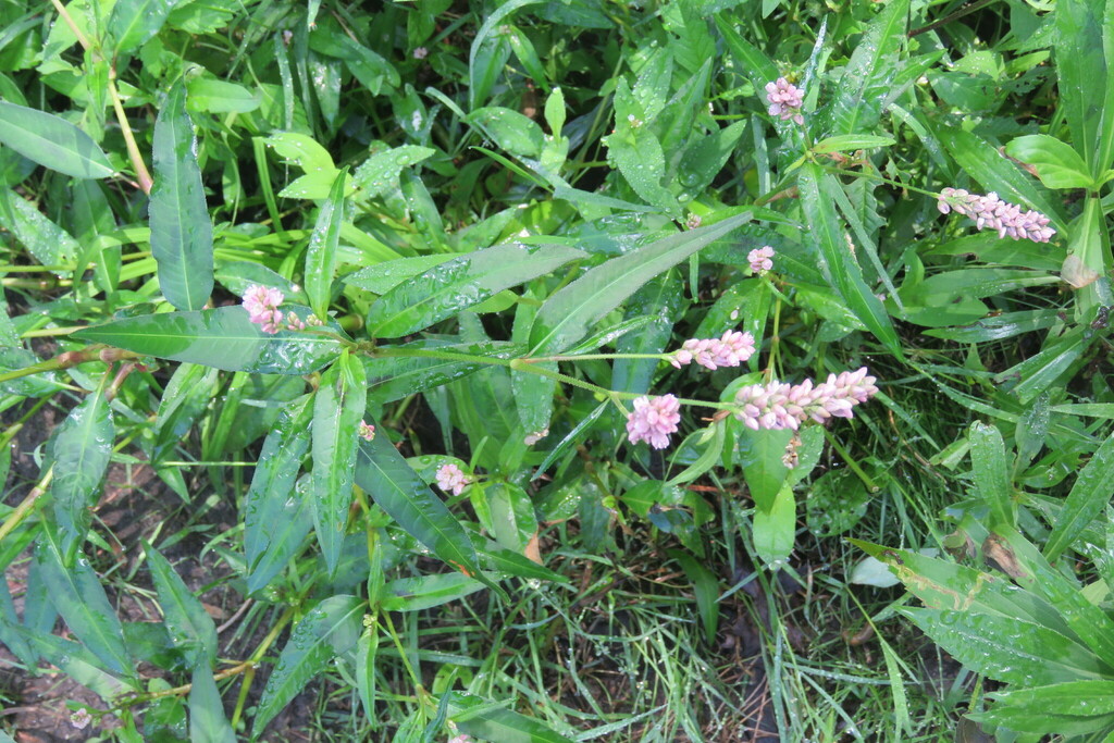 Polygonoideae from Preston Pond, Bolton, VT 05465, USA on August 18, 2018 at 1117 PM by Laurie