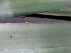 Agave angustifolia
