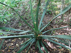 Agave angustifolia
