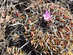 Echinofossulocactus lamellosus
