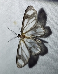 Image of Astyochia fessonia