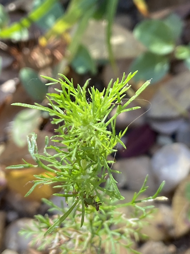 dogfennel from Tryon Rd, Raleigh, NC, US on November 18, 2023 at 1109