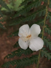 Eucryphia moorei