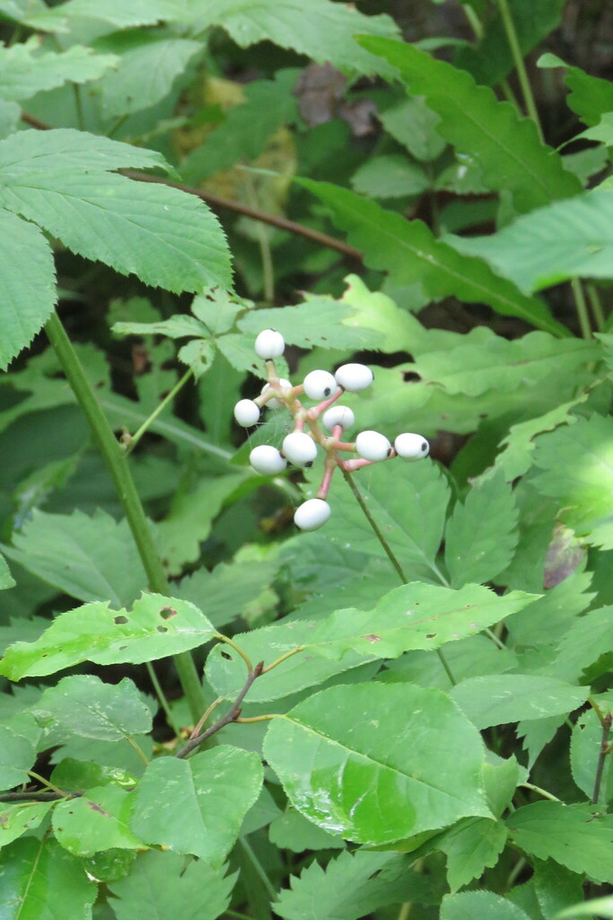 white baneberry from Preston Pond, Bolton, VT 05465, USA on August 18, 2018 at 1134 PM by