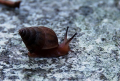 Bulimulus