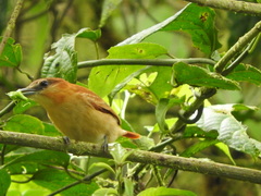 Pachyramphus cinnamomeus