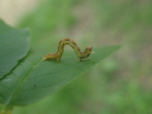Erannis defoliaria