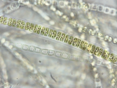 Geminella ellipsoidea