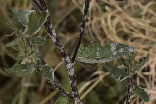 Golovinomyces verbasci