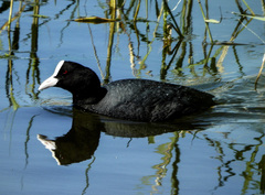 Fulica atra