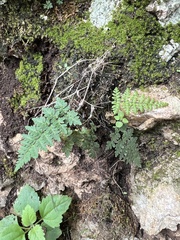 Myriopteris alabamensis image