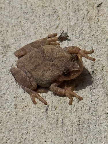 Spring Peeper photographed in Maryland