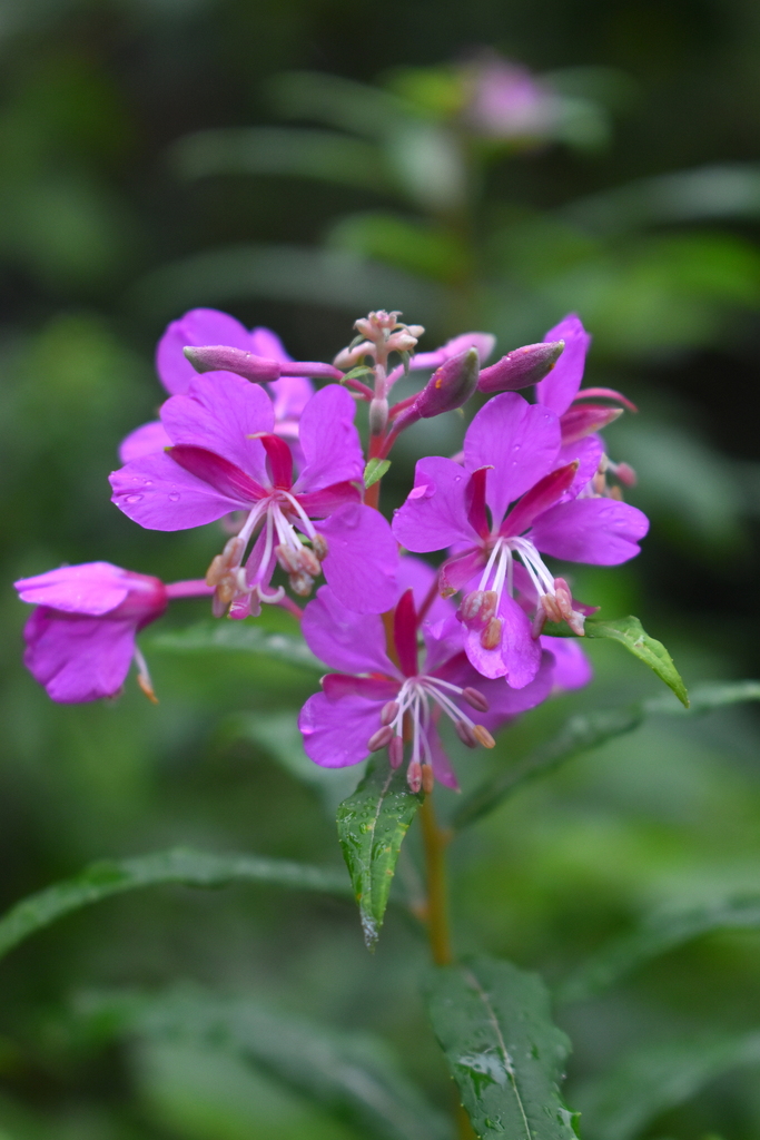 fireweed from Dunblane Scotland, UK on September 19, 2023 at 0236 PM
