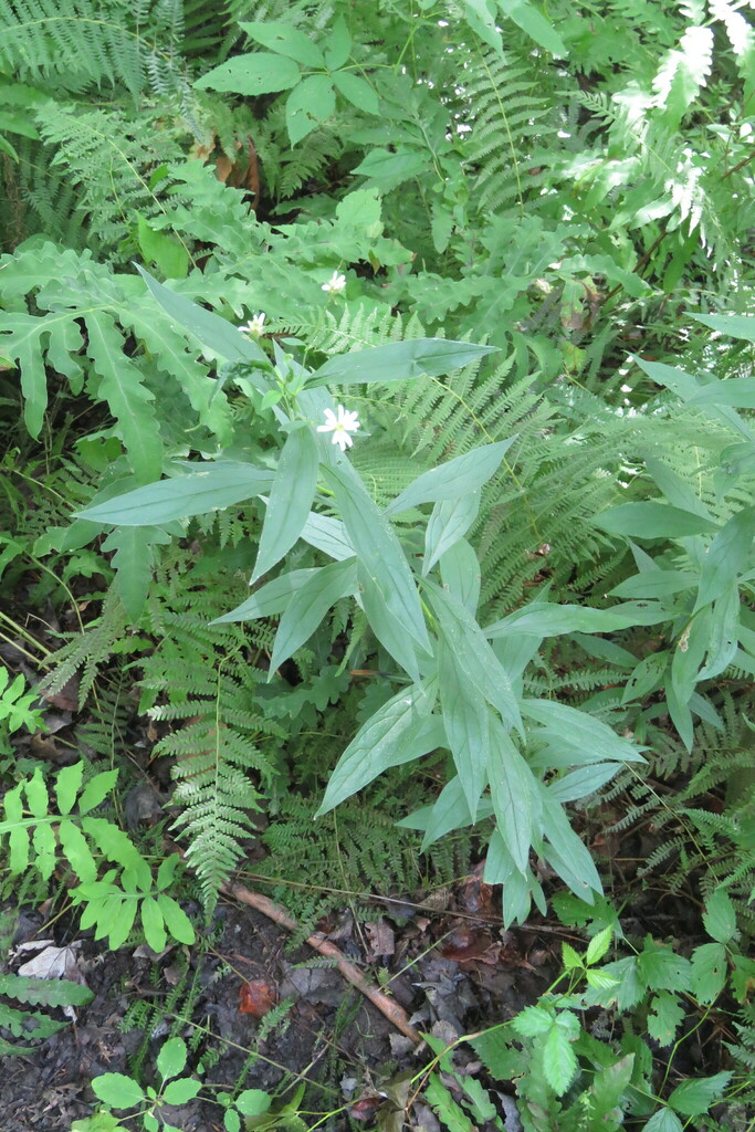 flattop white aster from Preston Pond, Bolton, VT 05465, USA on August 18, 2018 at 1140 PM by