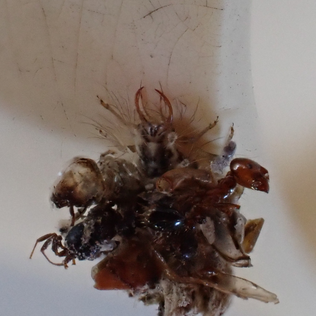 Ceraeochrysa valida