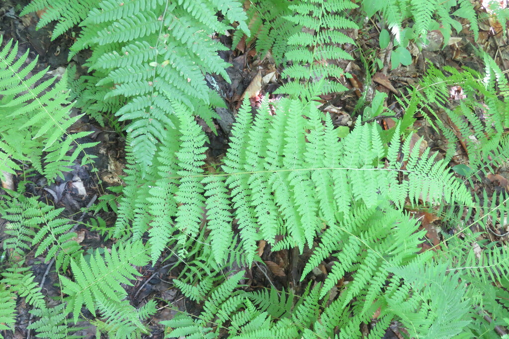 hayscented fern from Preston Pond, Bolton, VT 05465, USA on August 18, 2018 at 1146 PM by